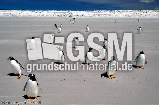 Eselspinguin (94 von 97).jpg